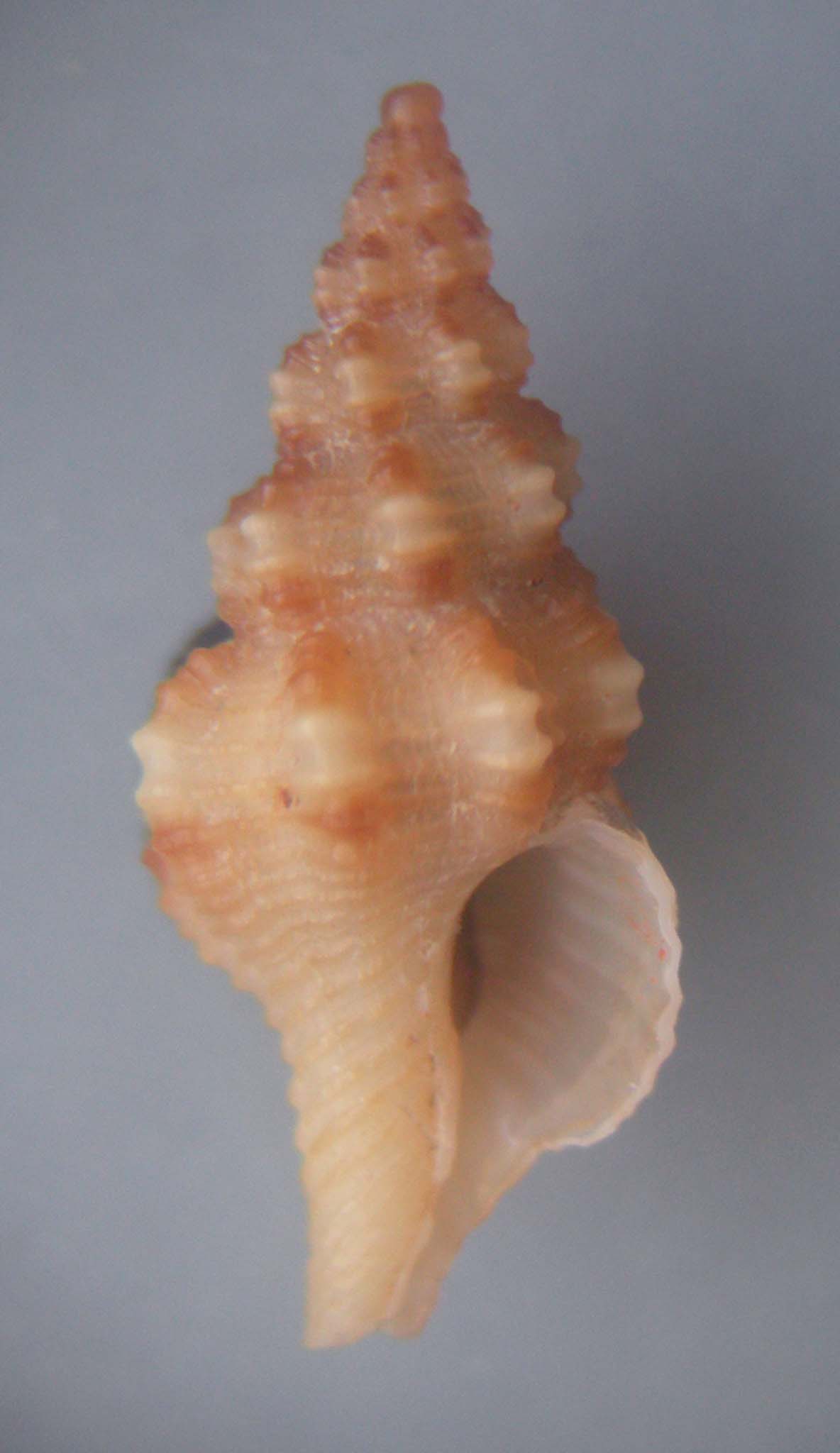 fusinus pulchellus